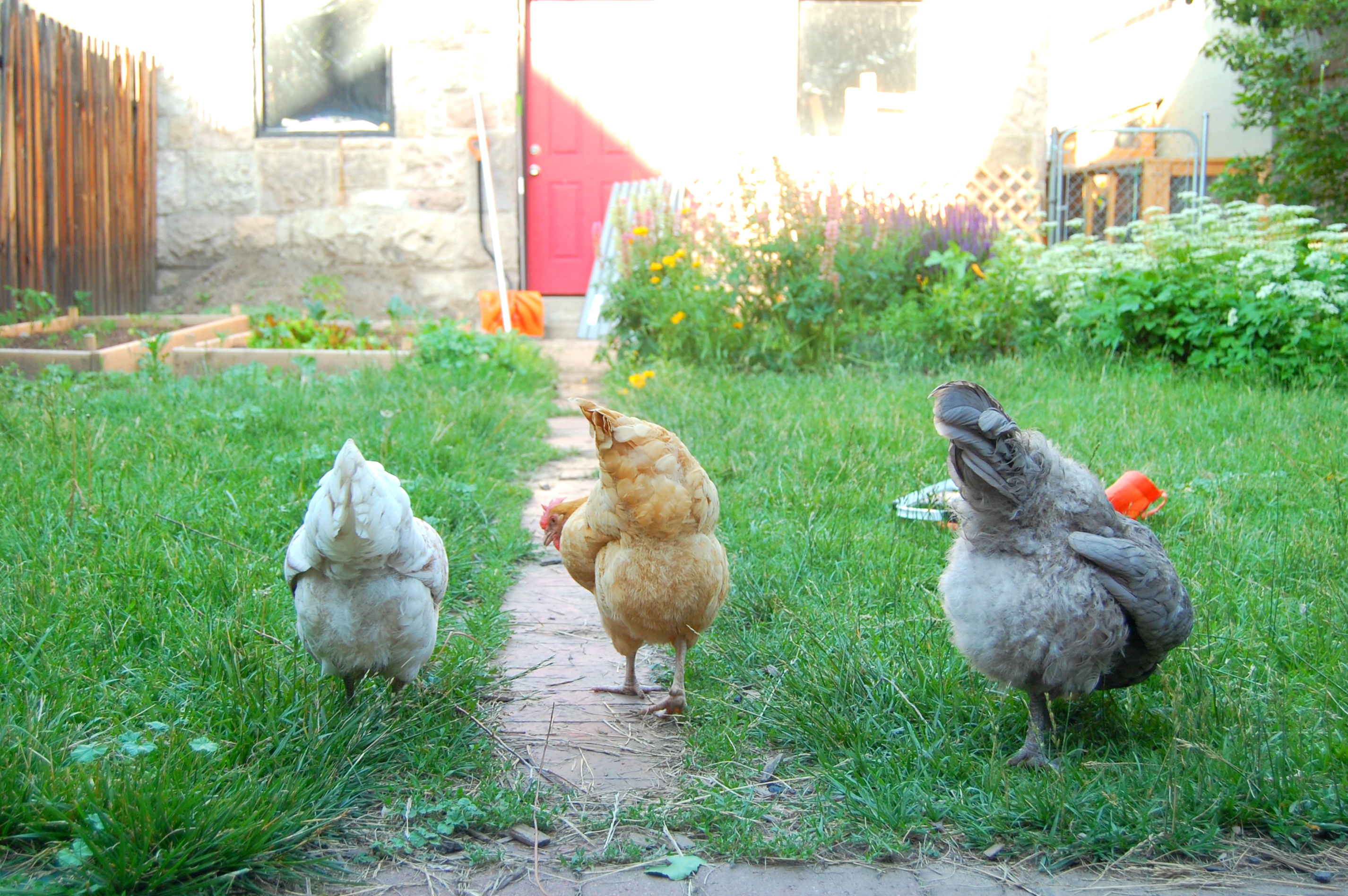 The 3 chickens in Uproot Garden