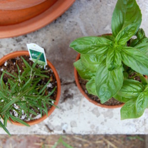 Herb planters on the patio, a simple container gardening idea | uprootkitchen.com