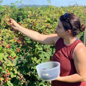 Berry Picking on Sauvie Island outside Portland Oregon | uprootkitchen.com